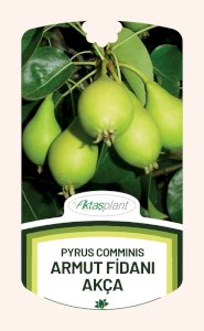 Pyrus Comminis Akça - (Akça Armut)